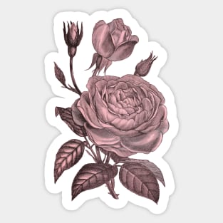 Pink Rose Flower Vintage Floral Illustration Sticker